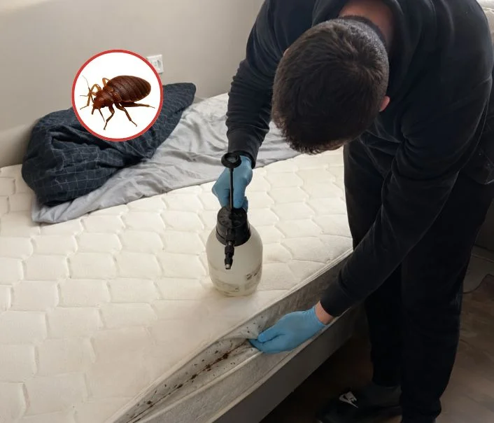 Technicien traitant un matelas contre les punaises de lit à Lagny-sur-Marne